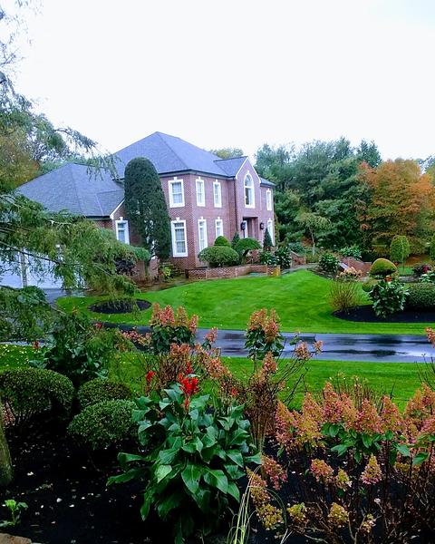 Dark-mulched garden bed with red canna lilies, hydrangeas and round boxwoods in front of a neat lawn and a red brick house